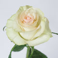 Marzipan — wholesale roses