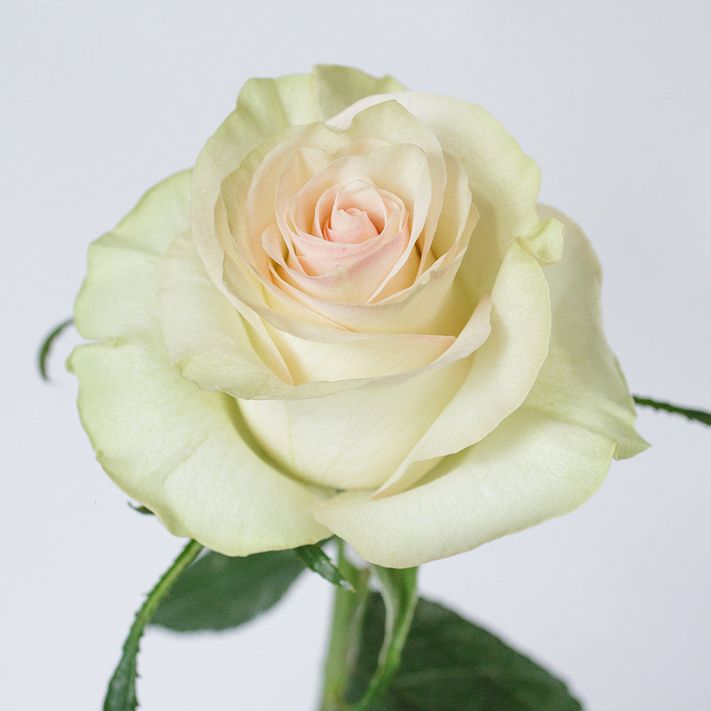 Marzipan — wholesale roses