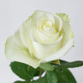 Mojito — wholesale roses