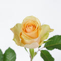 Nectarine Rose — wholesale