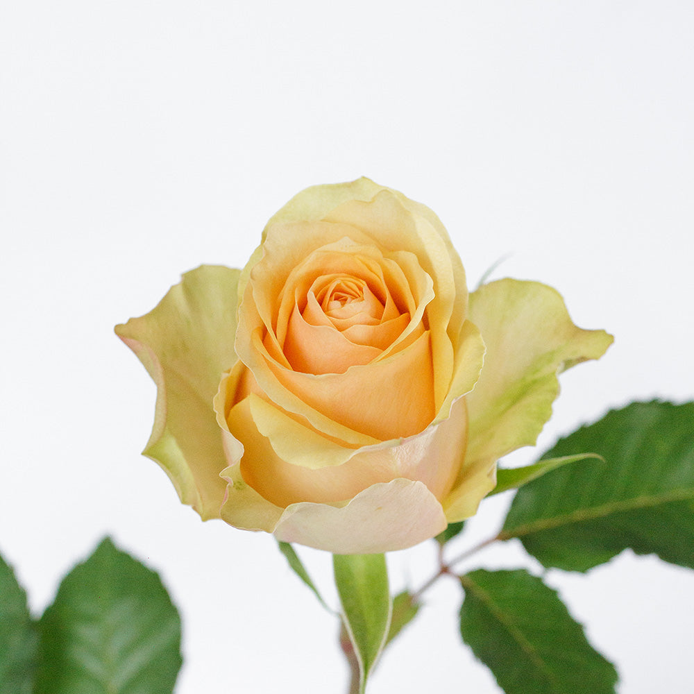 Nectarine Rose — wholesale