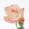 Paloma — wholesale roses