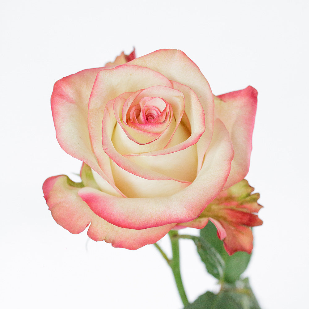 Paloma — wholesale roses