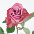 Piacere — wholesale roses