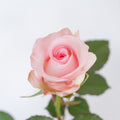 Pink Porcelain — wholesale roses