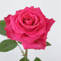 Full Monty — wholesale roses