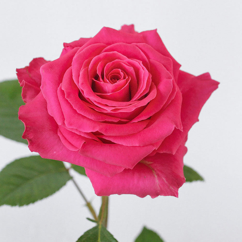Full Monty — wholesale roses