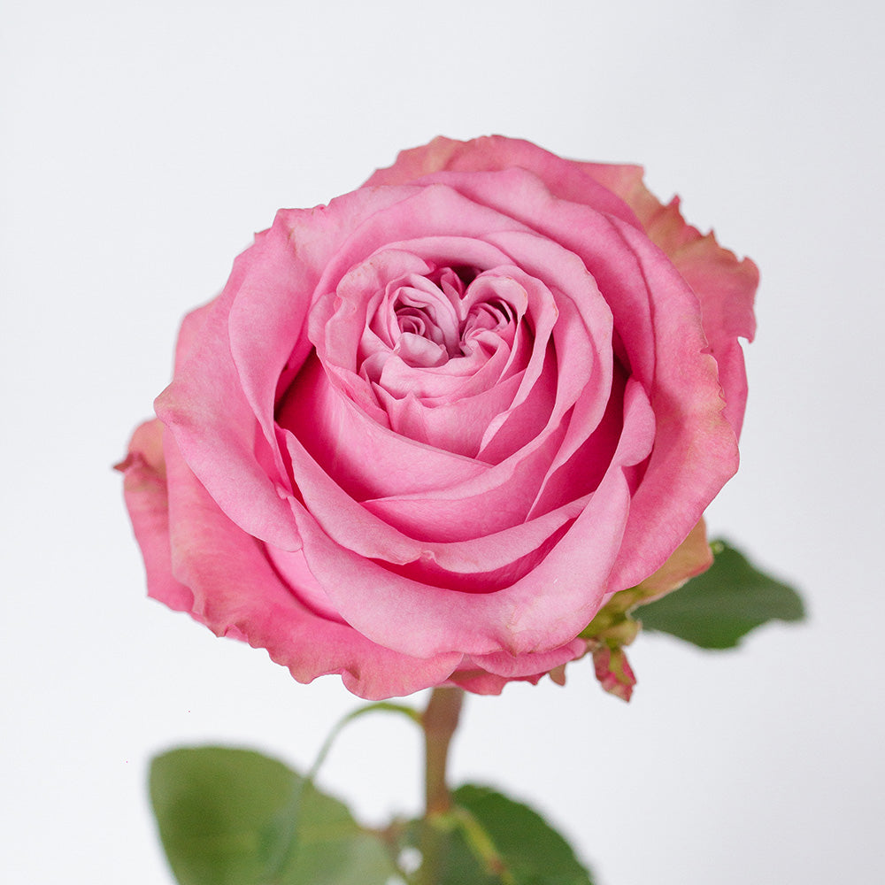 Queens Crown — wholesale roses