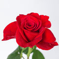 Scarlata Rose — wholesale