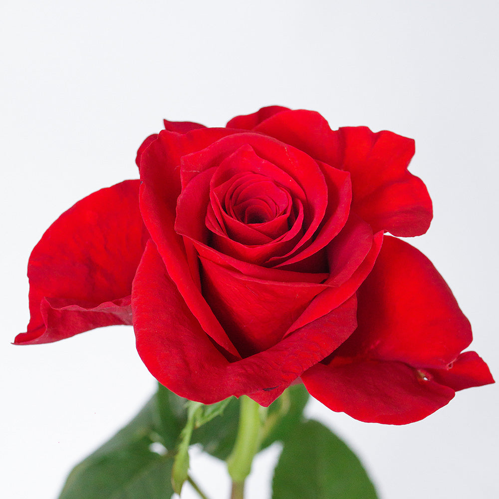 Scarlata Rose — wholesale