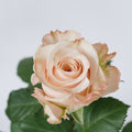 Sprit — wholesale roses