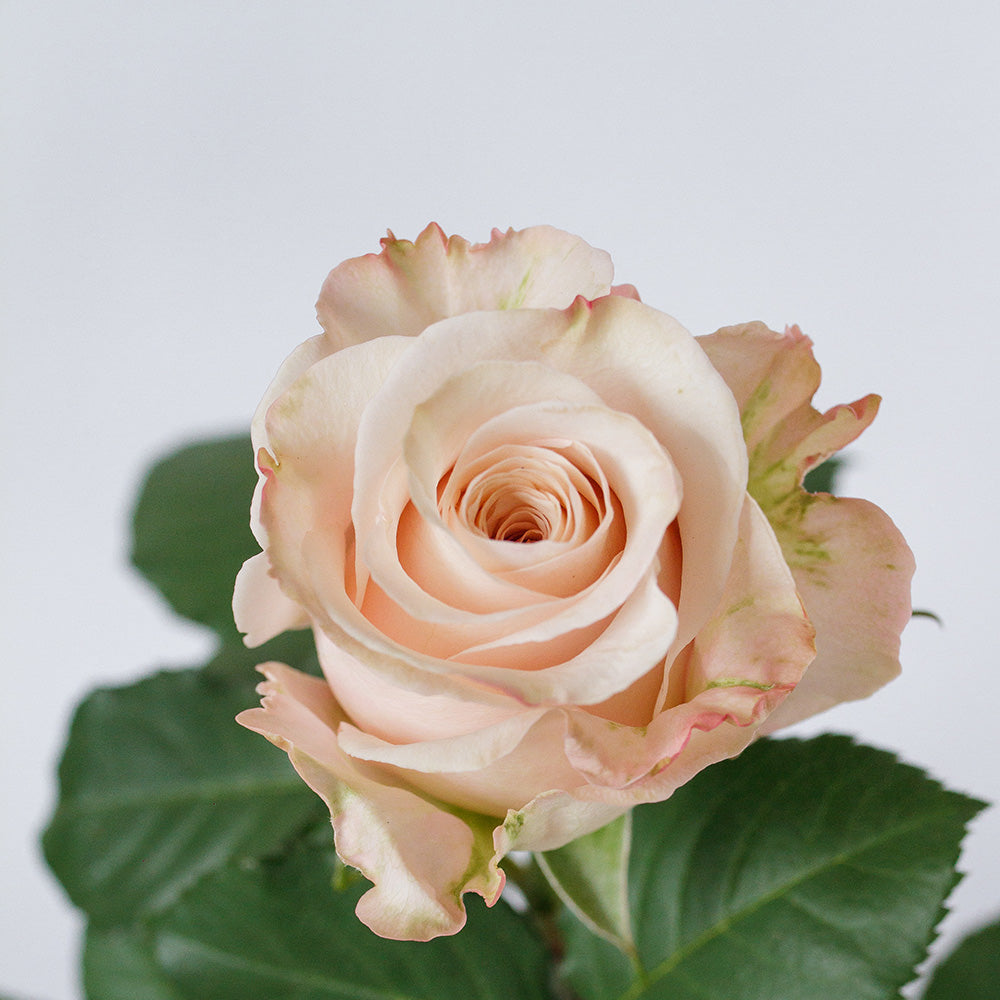 Sprit — wholesale roses