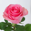 Tabatha — wholesale roses