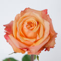 Taxo — wholesale roses