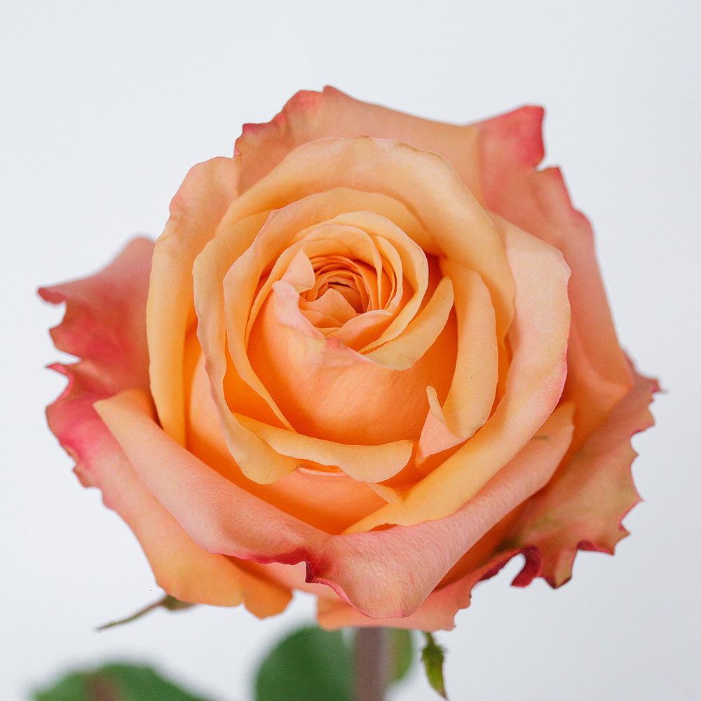 Taxo — wholesale roses