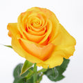 Tycoon Rose — wholesale