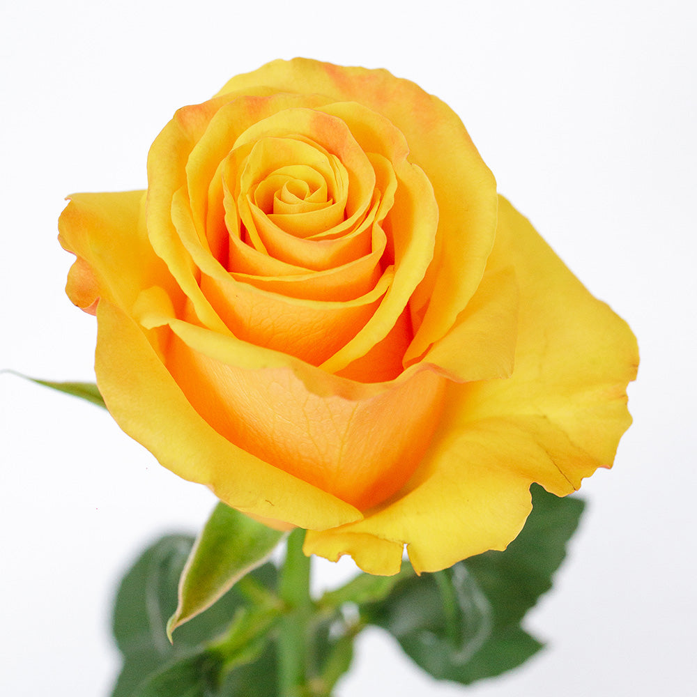 Tycoon Rose — wholesale