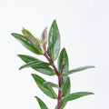 Hebes 2 — wholesale