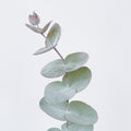Cinerea 2 — wholesale
