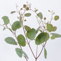 Poliantemus 2 — wholesale