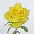 High Yellow — wholesale roses