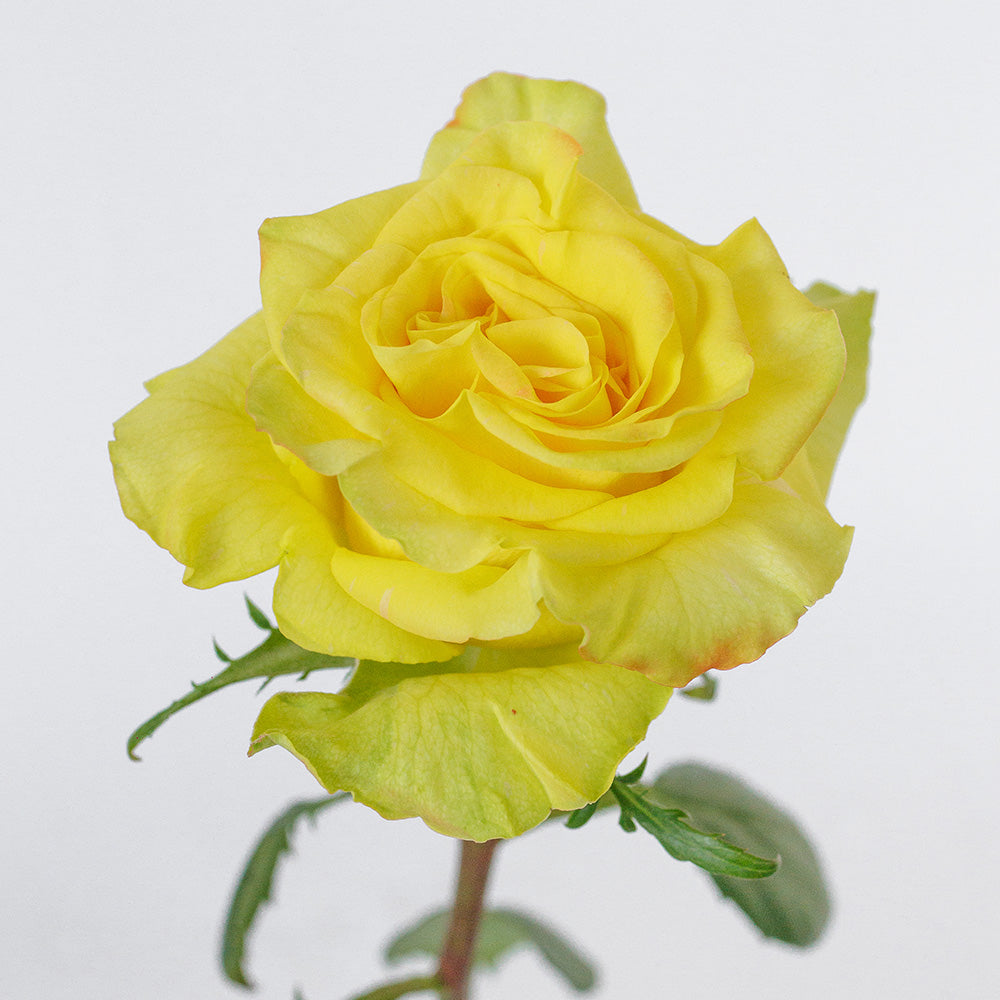 High Yellow — wholesale roses