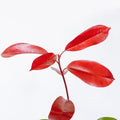 Photinia 2 — wholesale