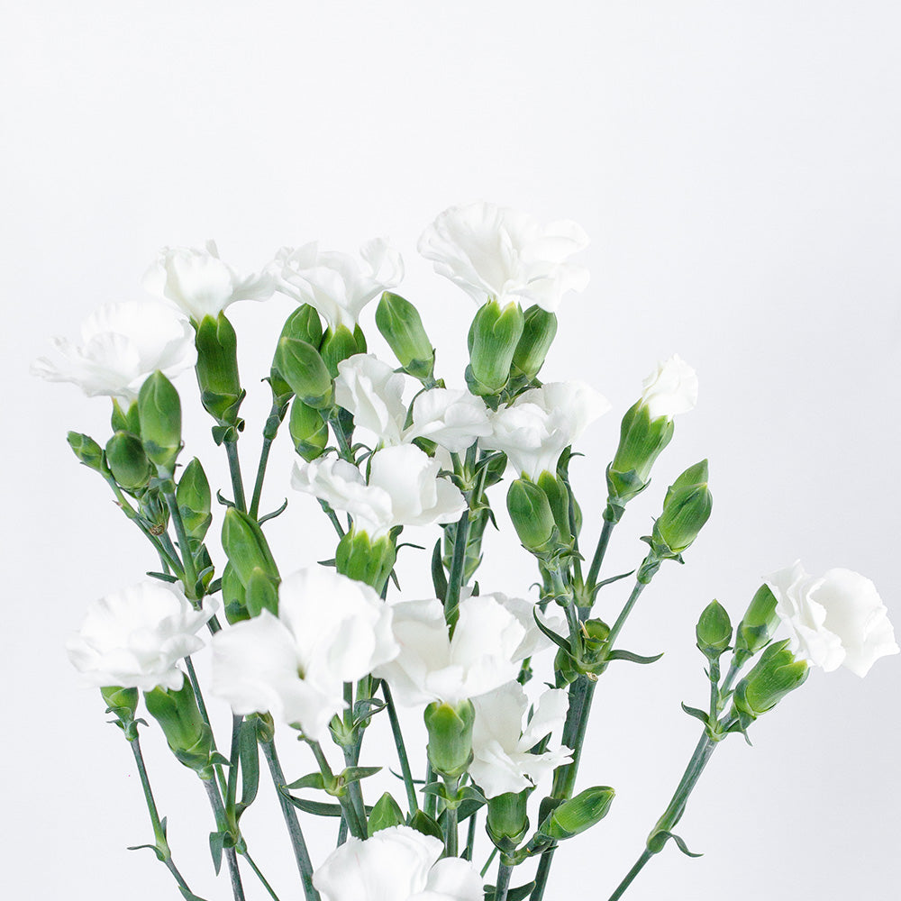 Ard White Dianthus — wholesale
