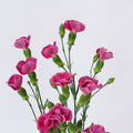 Bono 2 Dianthus — wholesale