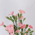Gil 2 Dianthus — wholesale