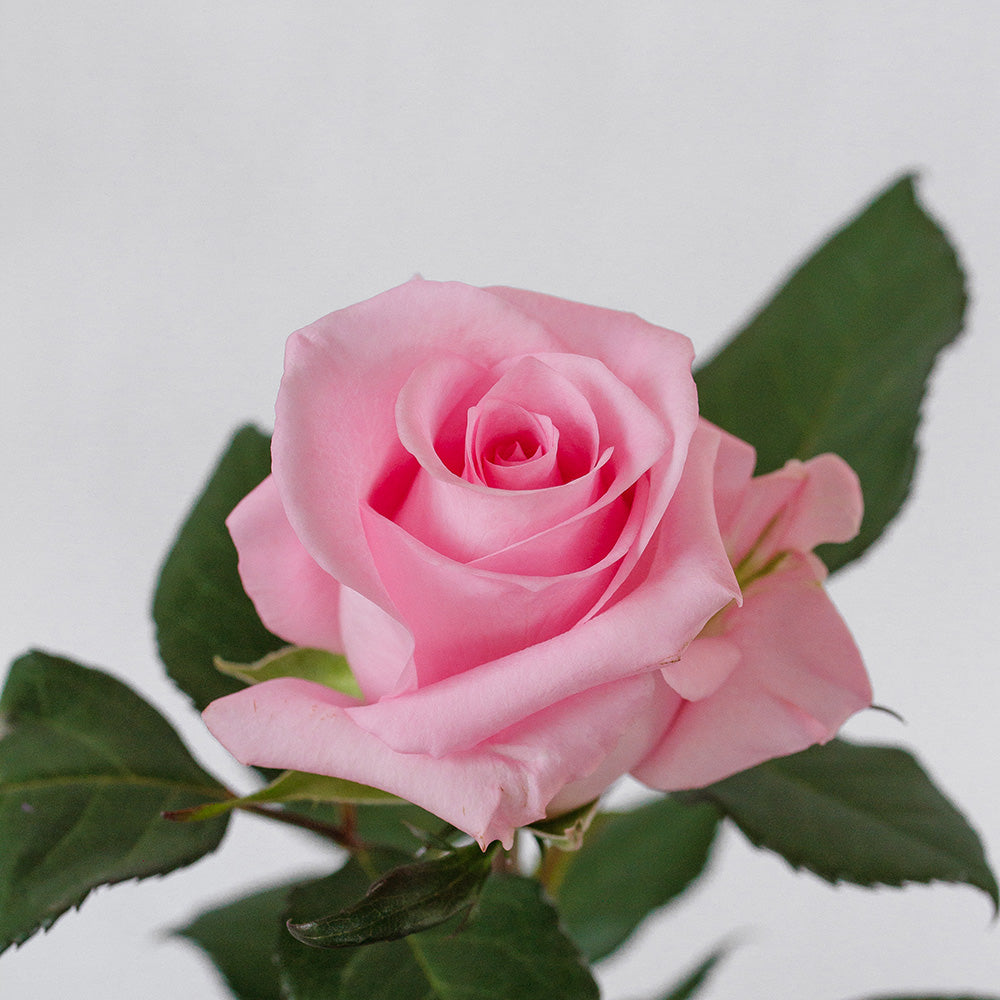 Impression — wholesale roses