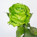 Tinted Roses 2 — wholesale