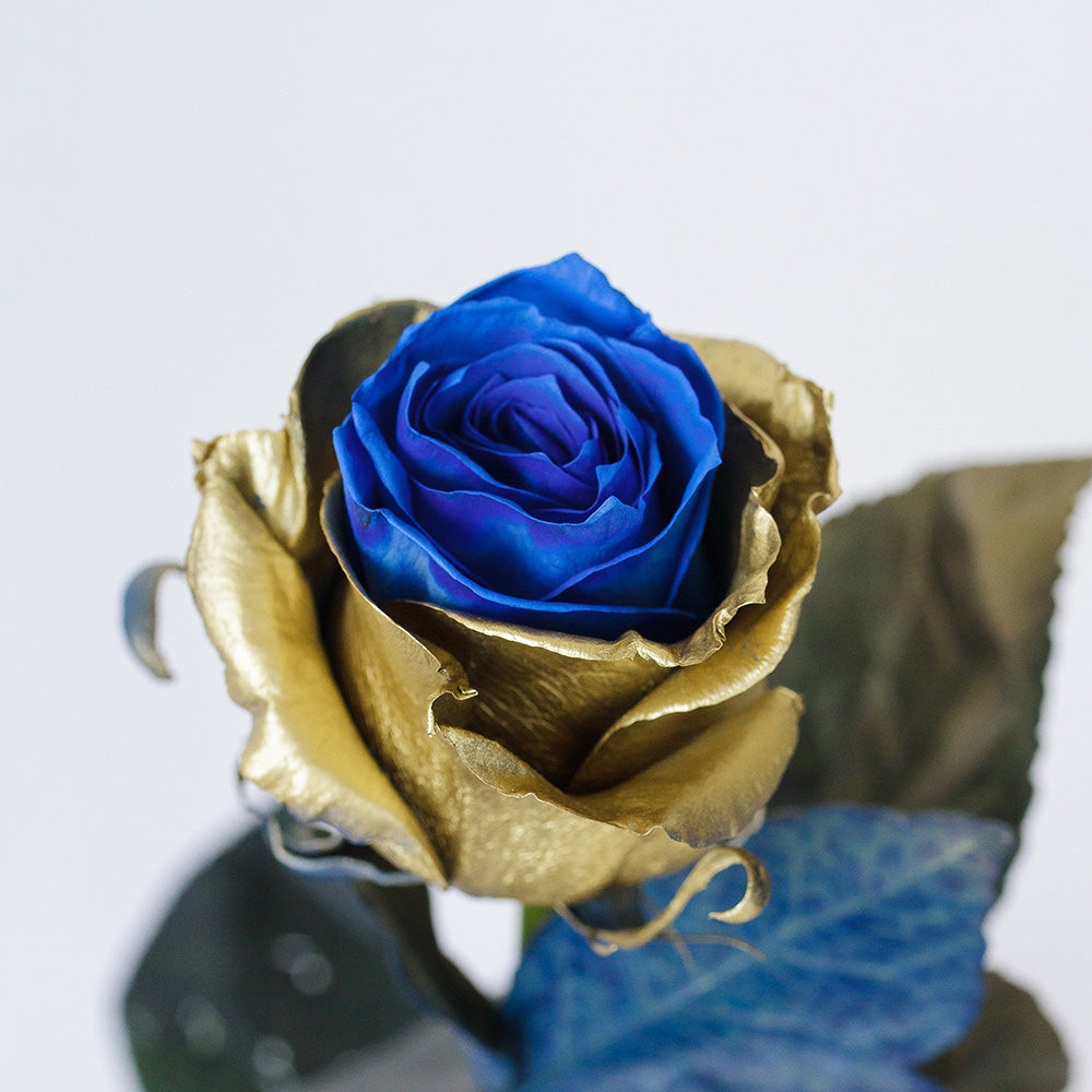 Tinted Roses 2