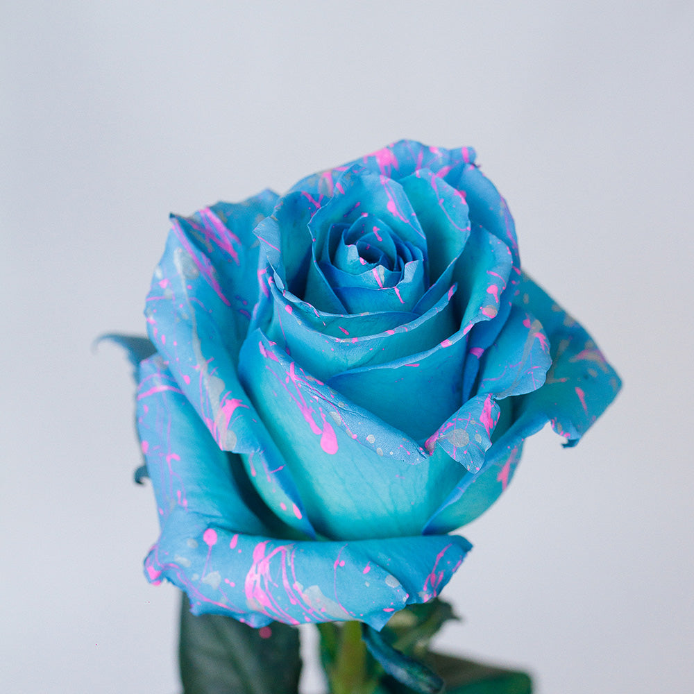 Tinted Roses 2
