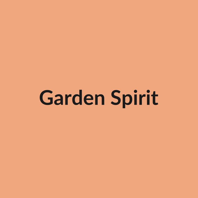 Garden Spirit Rose - Peach - Ecuador