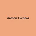 Antonia Gardens Rose - Peach - Ecuador