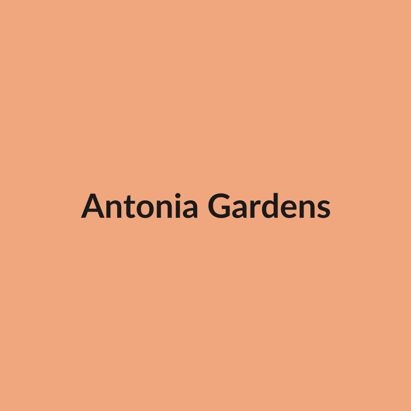 Antonia Gardens Rose - Peach - Ecuador