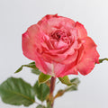 Art Deco — wholesale roses