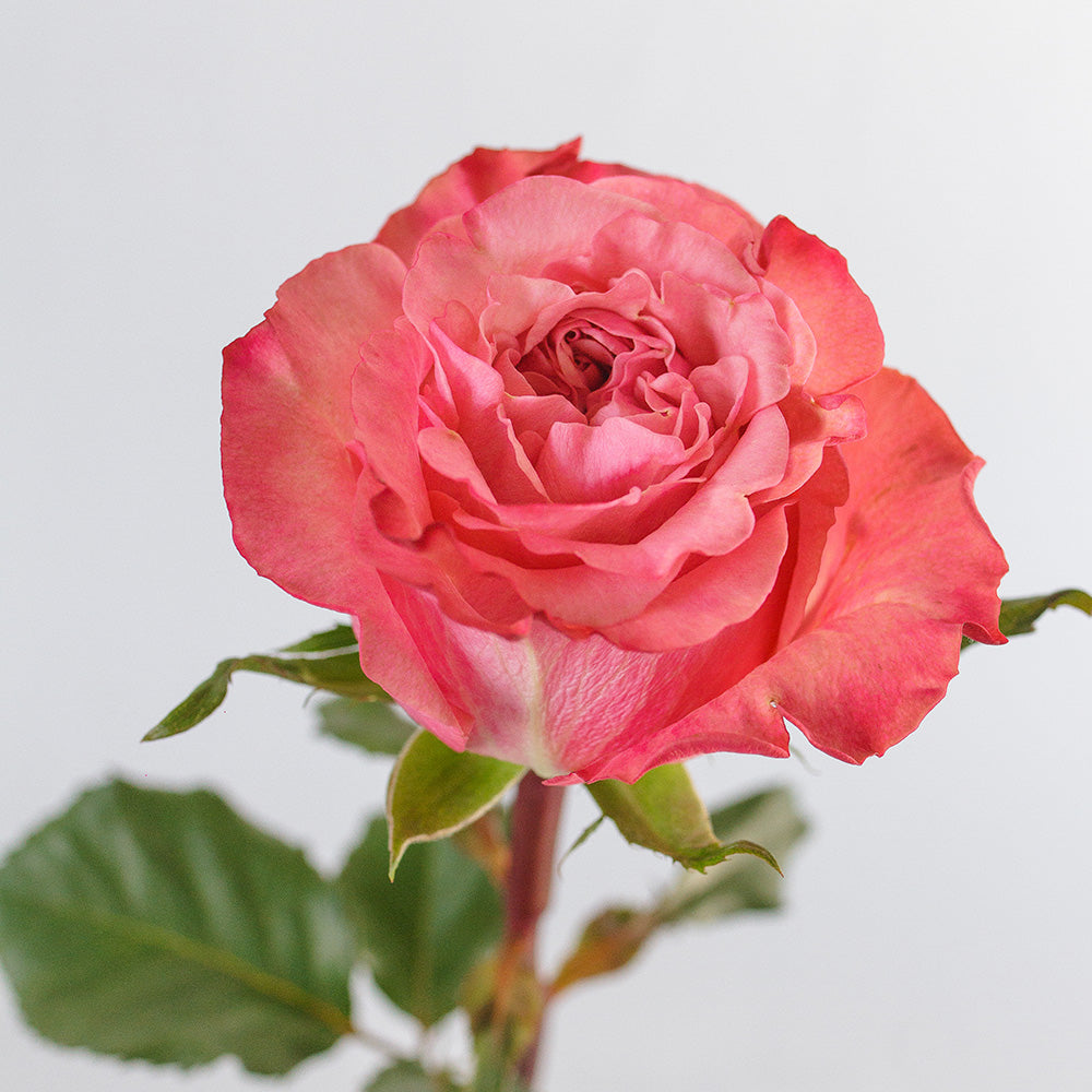 Art Deco — wholesale roses