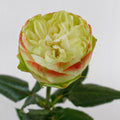 Khela — wholesale roses
