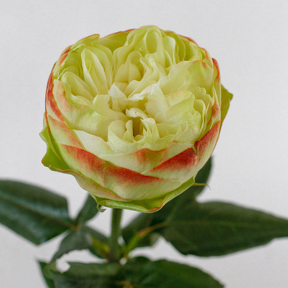 Khela — wholesale roses