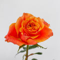 Martina Rose — wholesale