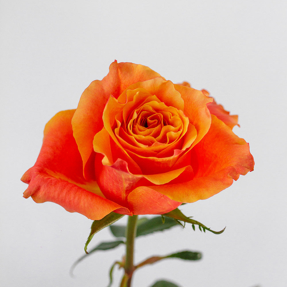 Martina Rose — wholesale