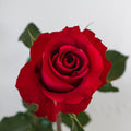 Merlot — wholesale roses