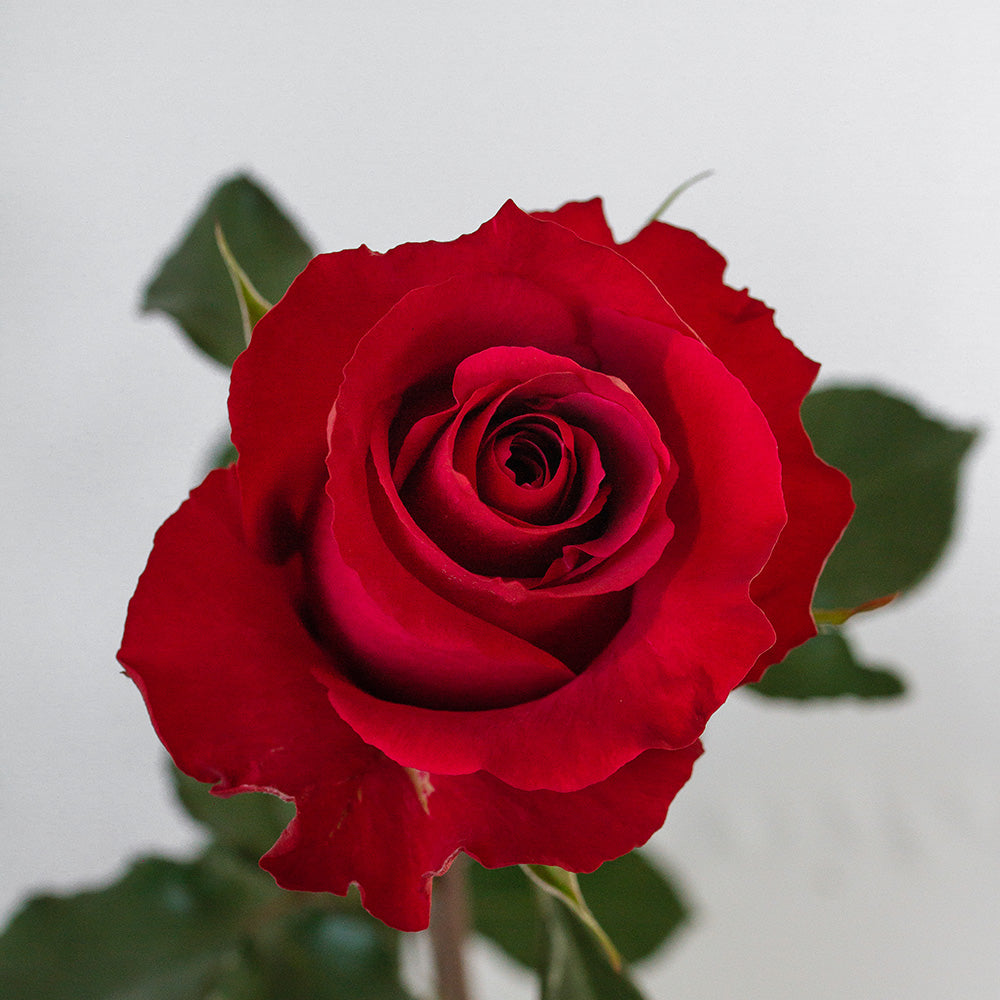 Merlot — wholesale roses