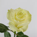Mondial — wholesale roses
