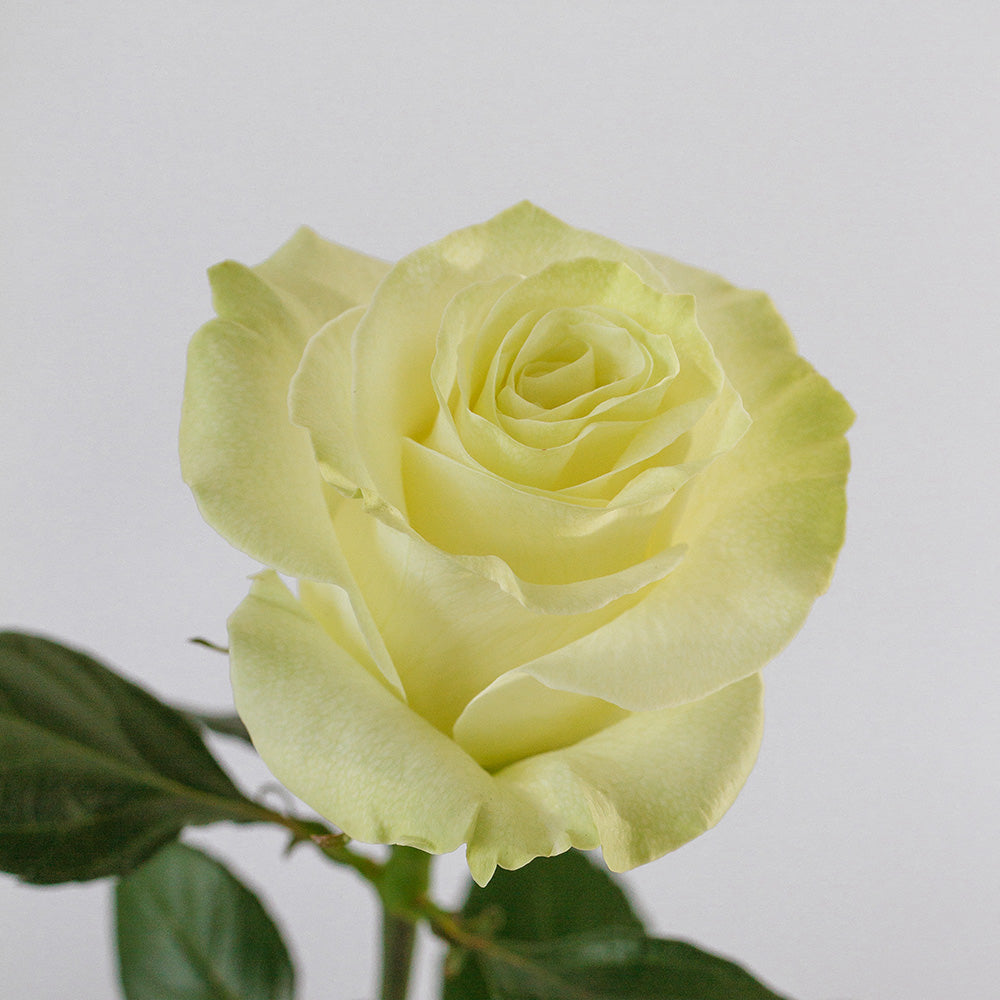 Mondial — wholesale roses