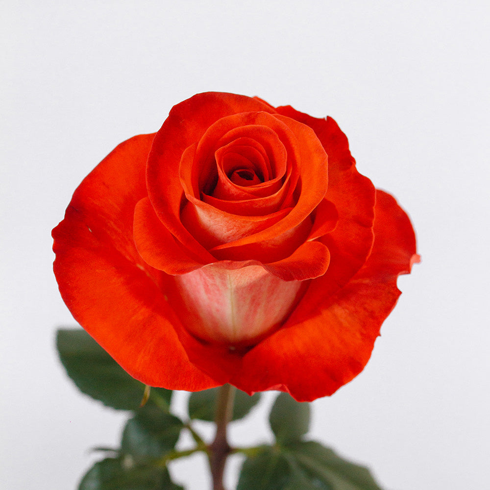 Mosaico Rose — wholesale