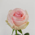 Nena — wholesale roses