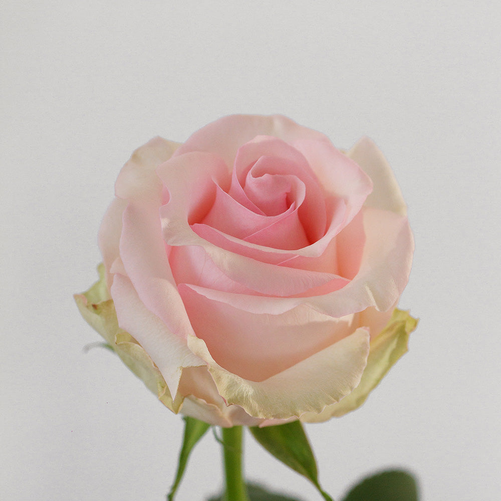 Nena — wholesale roses